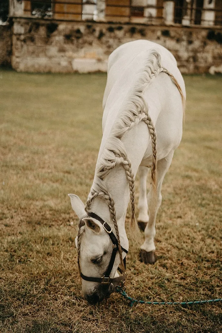 beautiful white horse